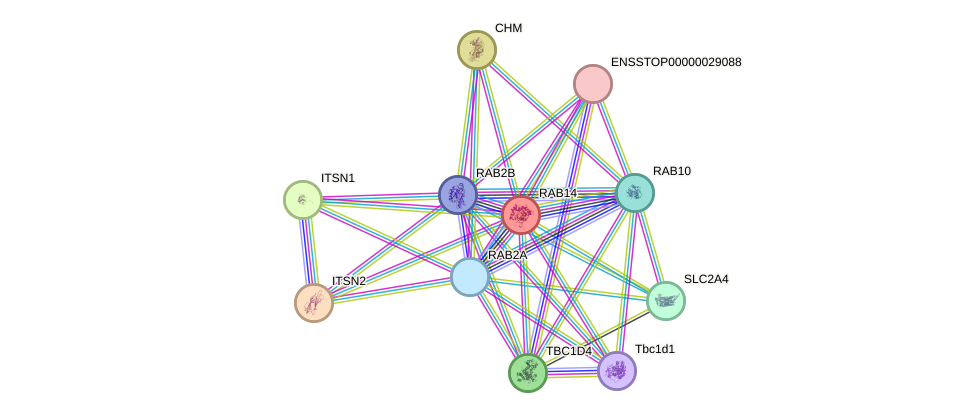 STRING protein interaction network