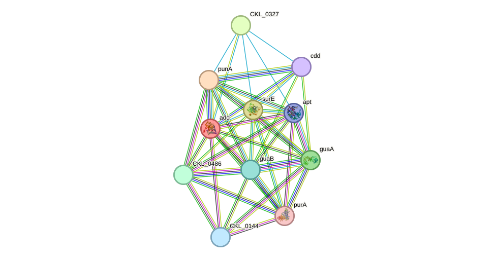 STRING protein interaction network