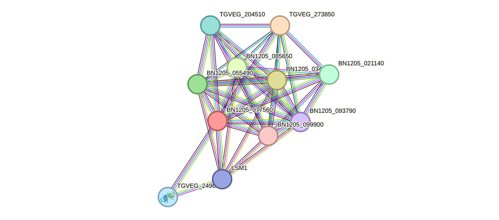 STRING protein interaction network