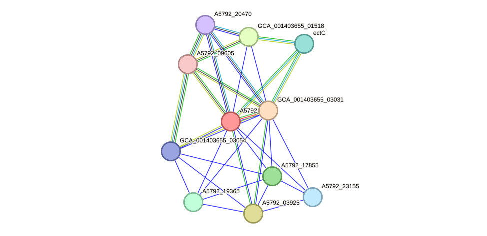 STRING protein interaction network