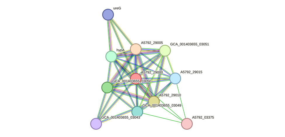 STRING protein interaction network