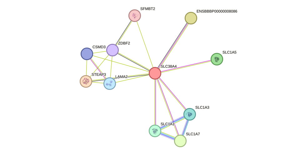 STRING protein interaction network