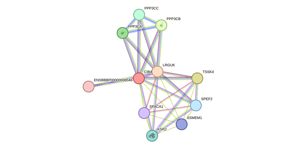 STRING protein interaction network