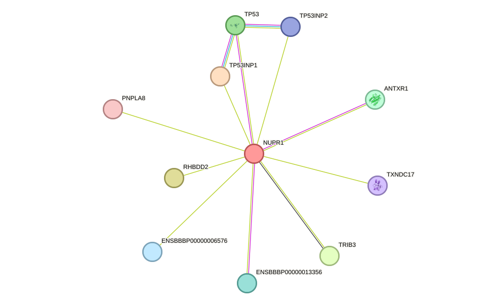 STRING protein interaction network