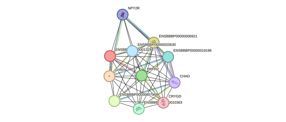 STRING protein interaction network