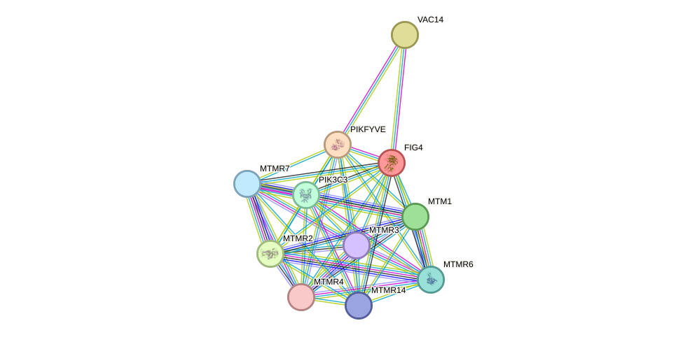 STRING protein interaction network