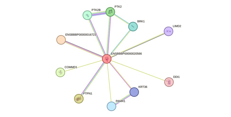 STRING protein interaction network