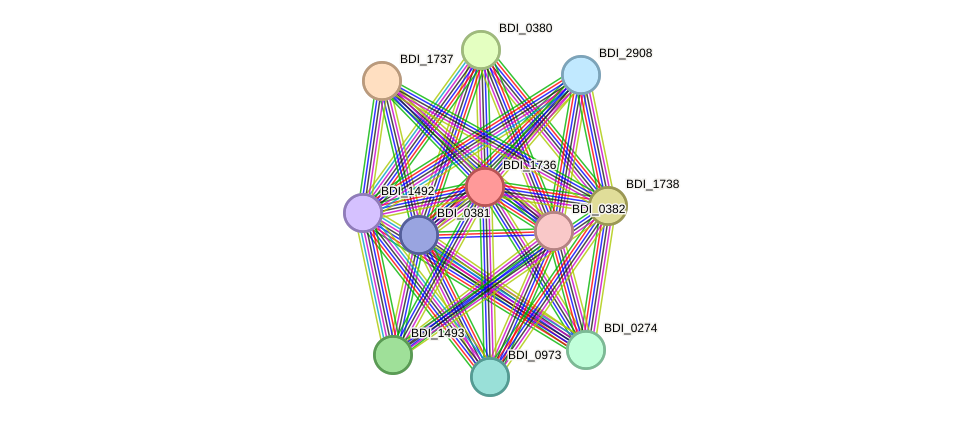 STRING protein interaction network