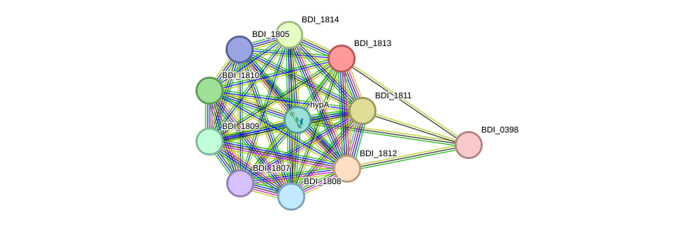 STRING protein interaction network