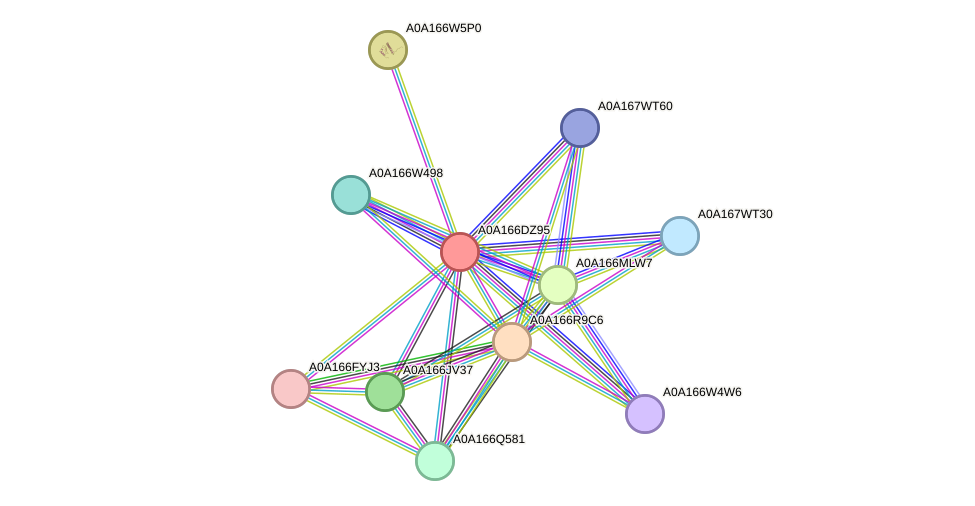 STRING protein interaction network
