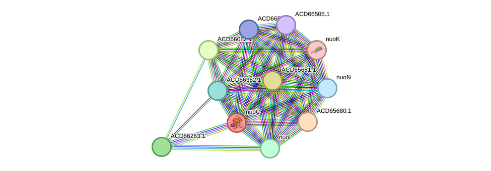 STRING protein interaction network