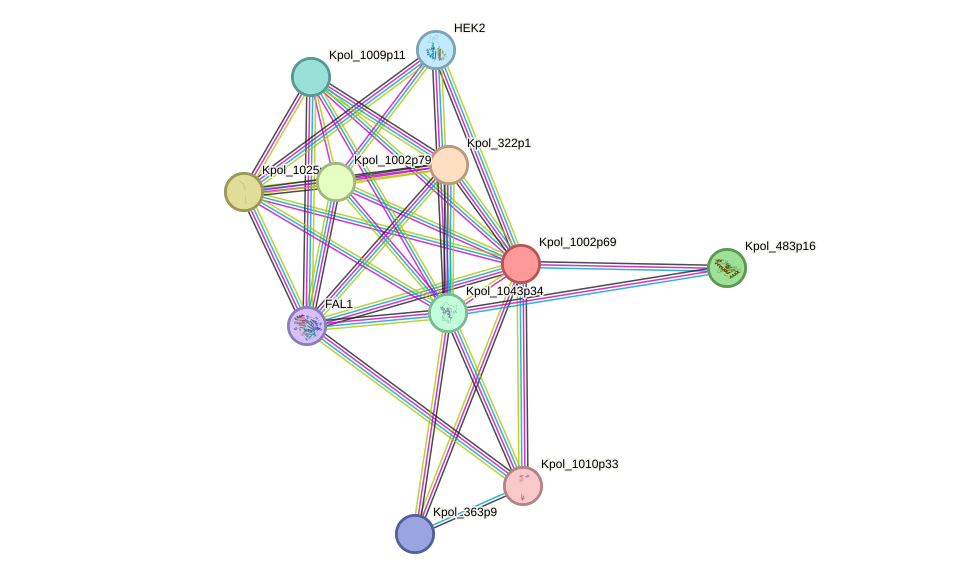 STRING protein interaction network