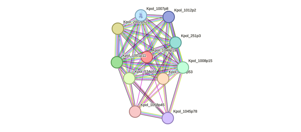 STRING protein interaction network