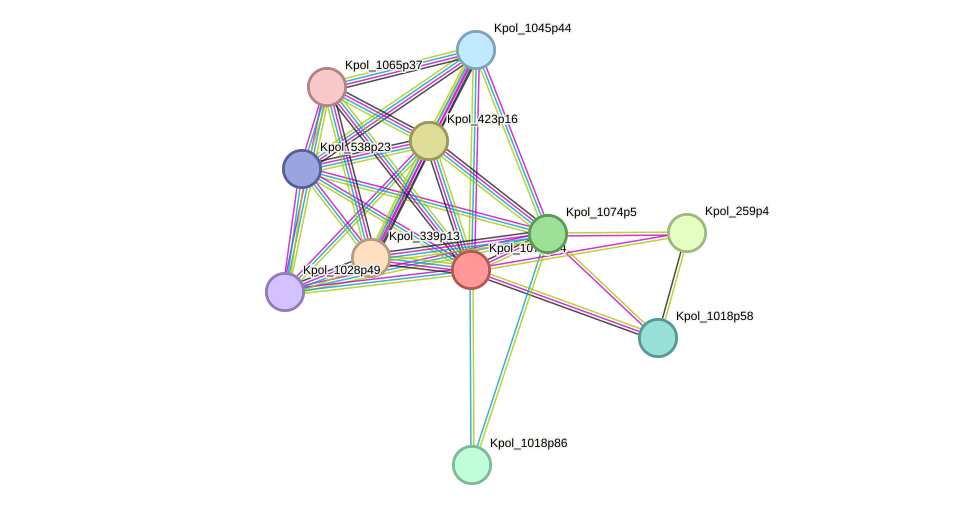 STRING protein interaction network