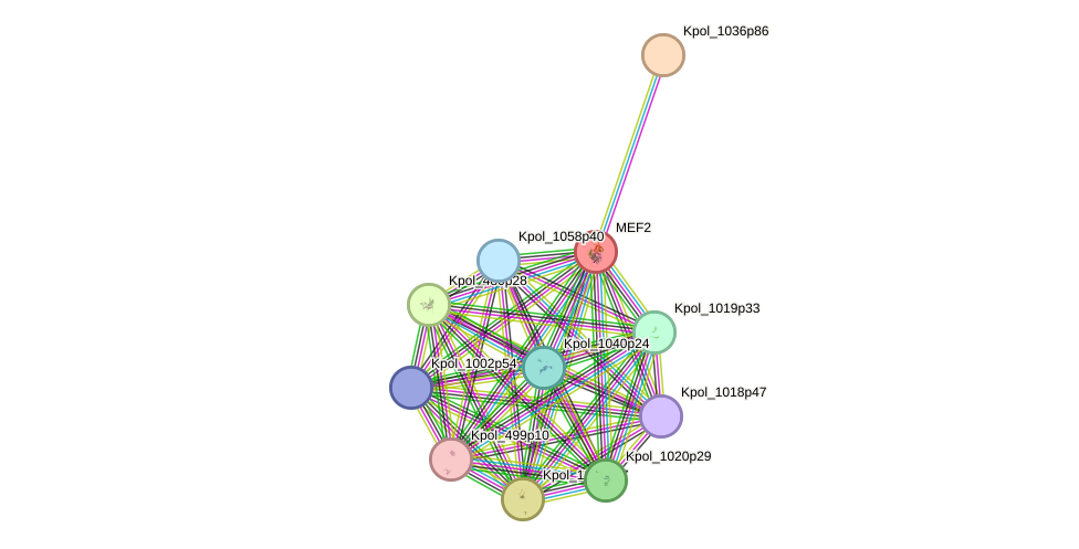 STRING protein interaction network