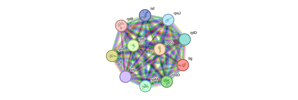 STRING protein interaction network