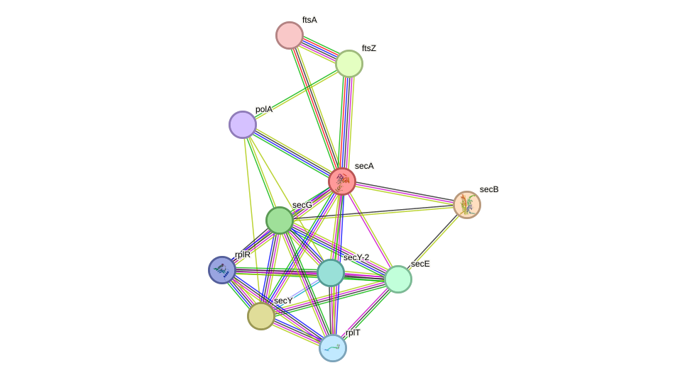 STRING protein interaction network