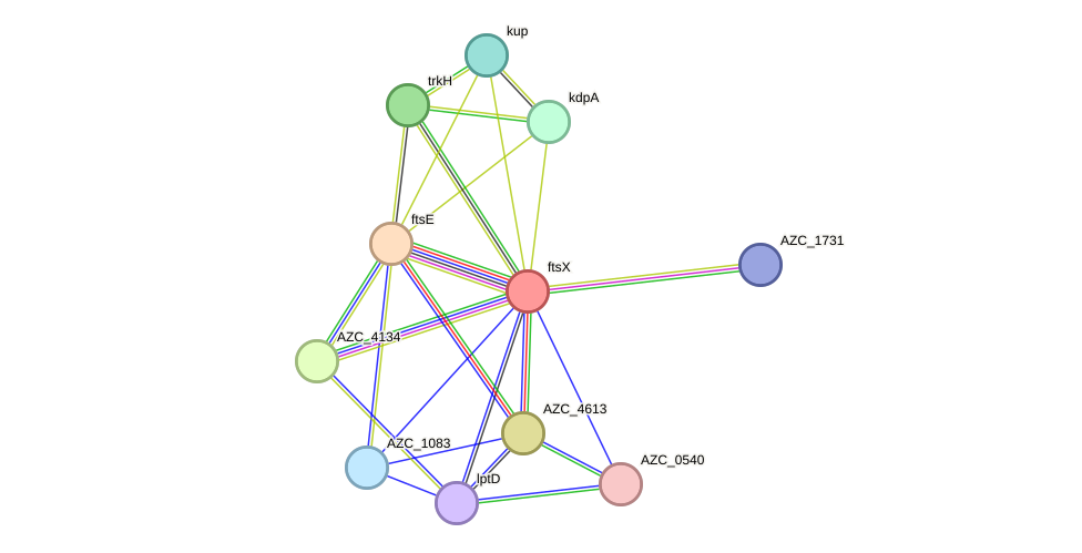 STRING protein interaction network