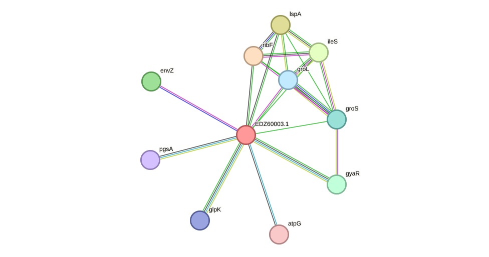 STRING protein interaction network