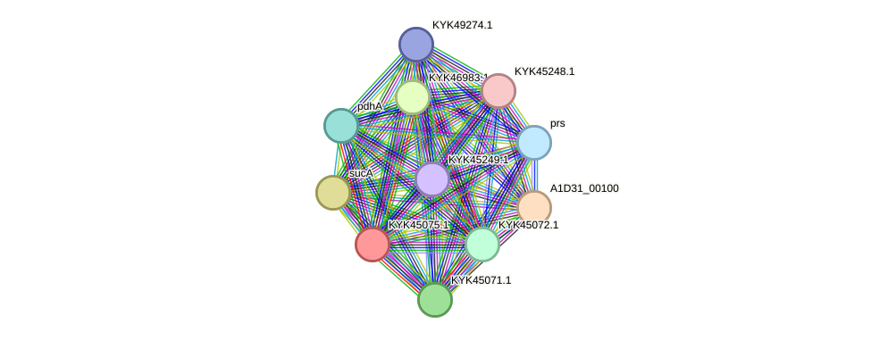 STRING protein interaction network