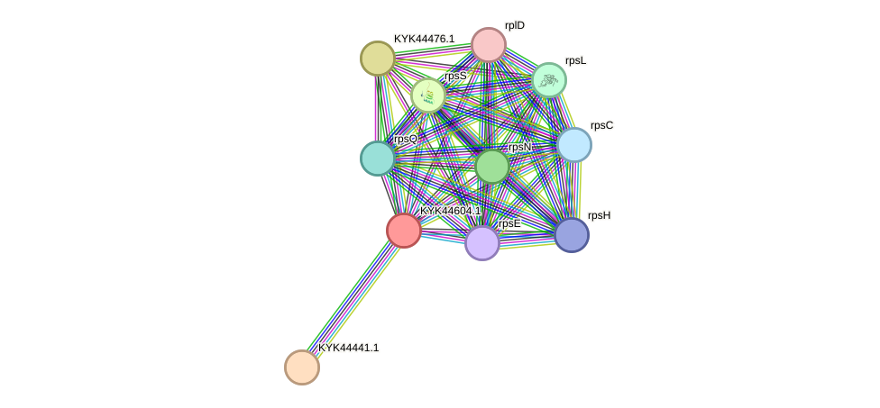 STRING protein interaction network