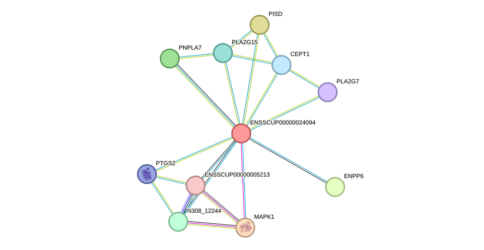 STRING protein interaction network