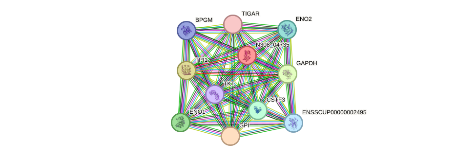 STRING protein interaction network