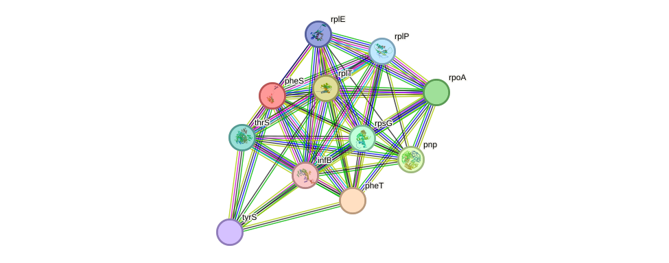 STRING protein interaction network