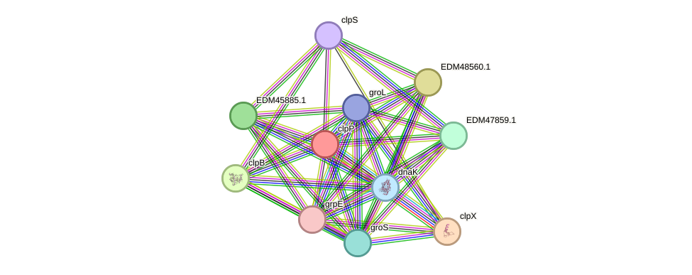 STRING protein interaction network