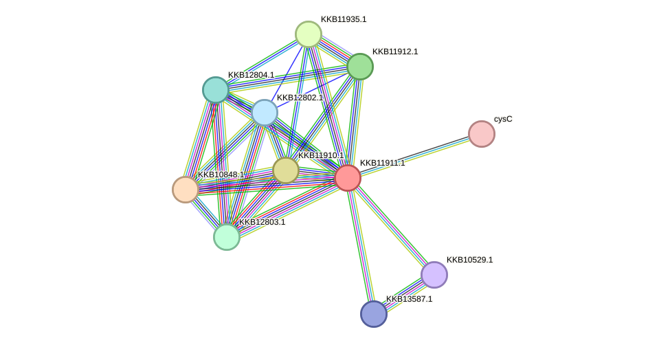 STRING protein interaction network