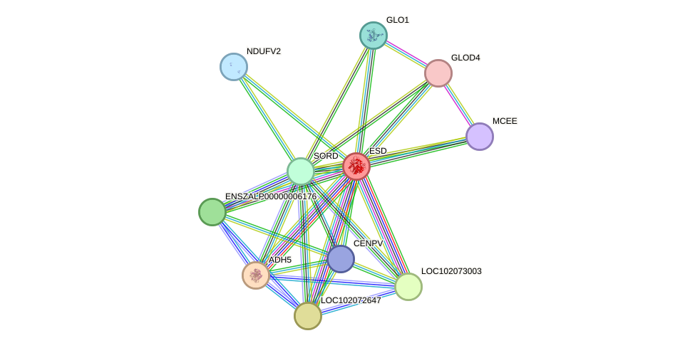 STRING protein interaction network