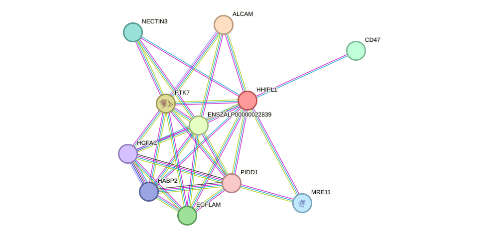 STRING protein interaction network