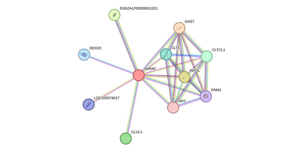 STRING protein interaction network