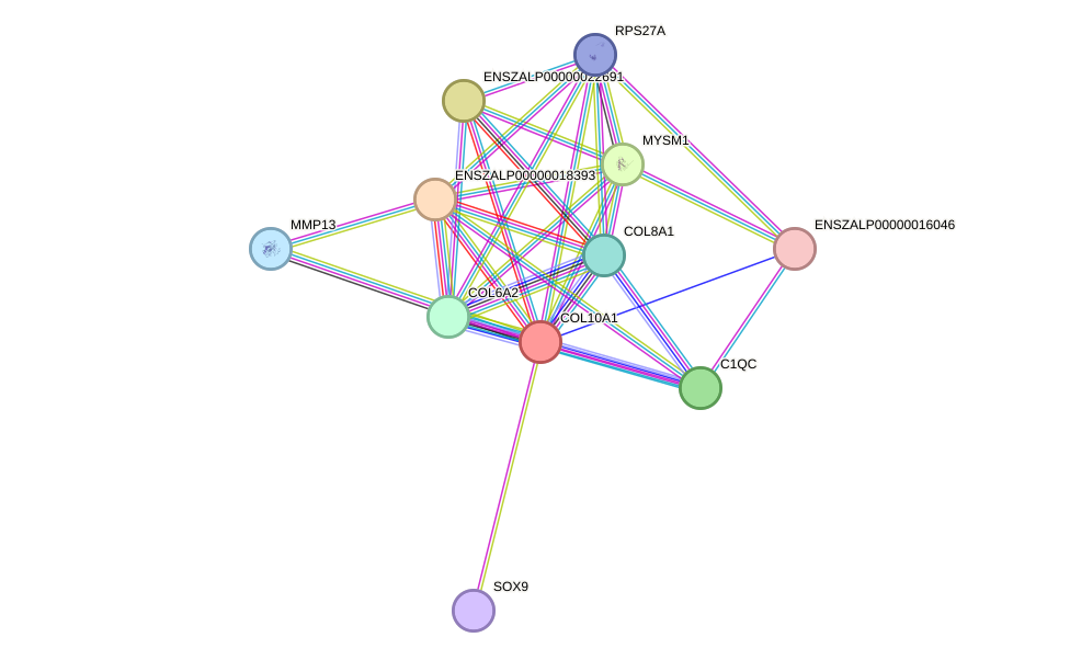 STRING protein interaction network