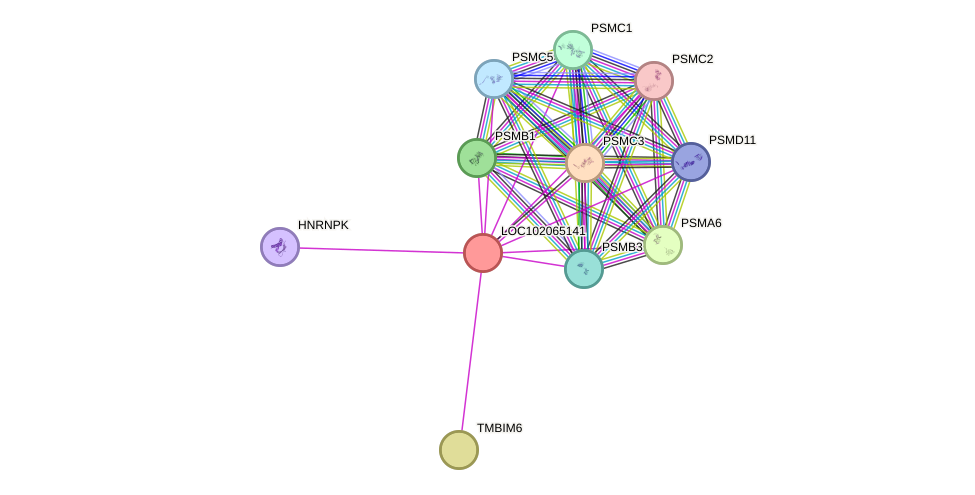 STRING protein interaction network