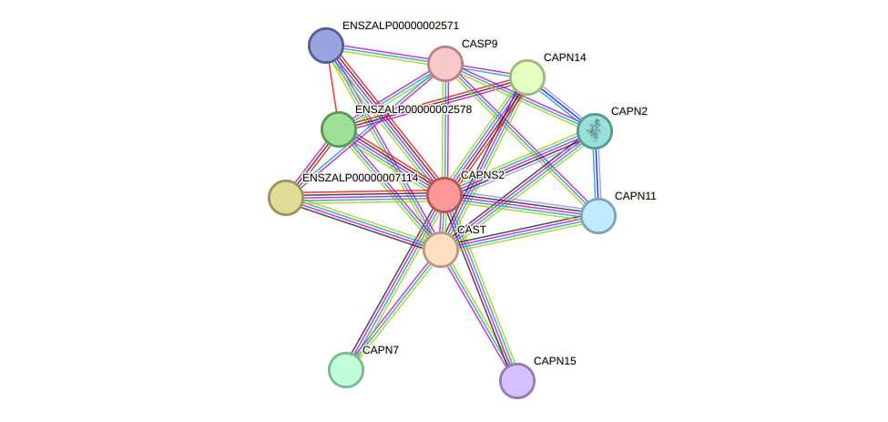 STRING protein interaction network