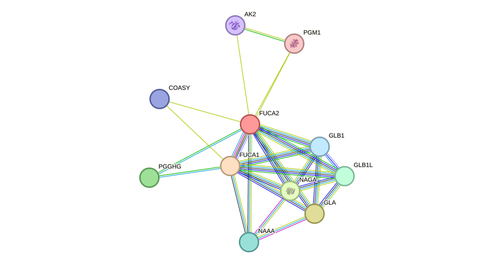 STRING protein interaction network