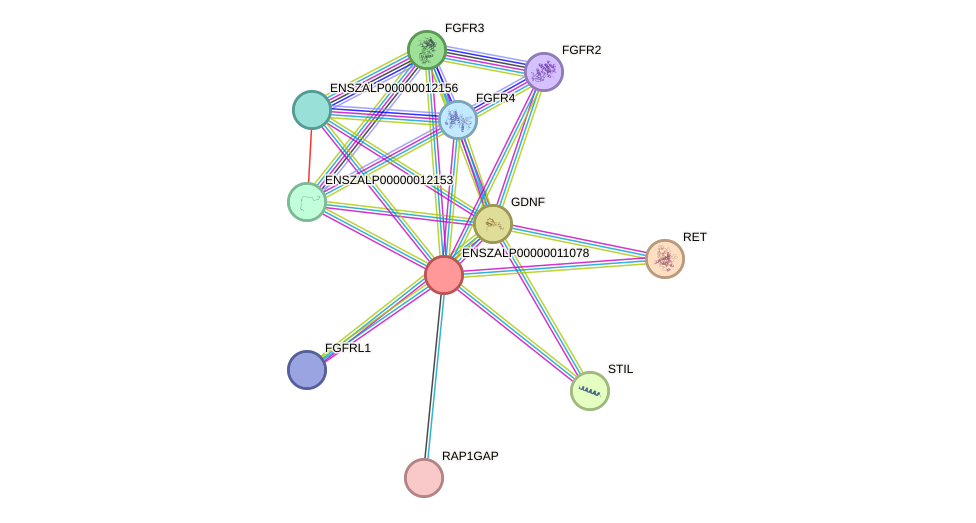 STRING protein interaction network