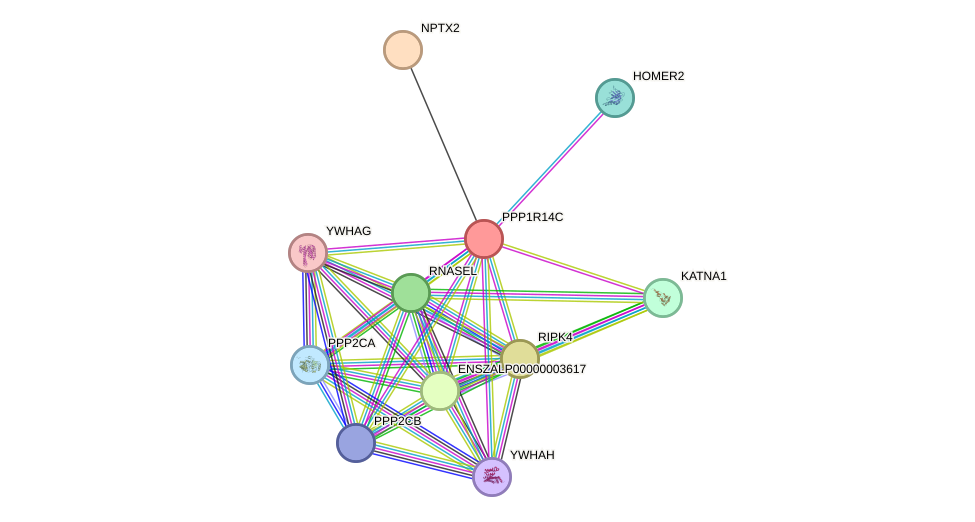 STRING protein interaction network