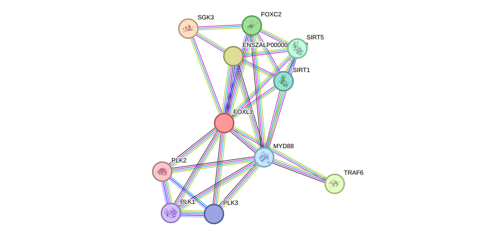 STRING protein interaction network