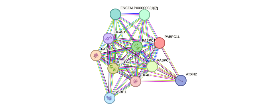 STRING protein interaction network