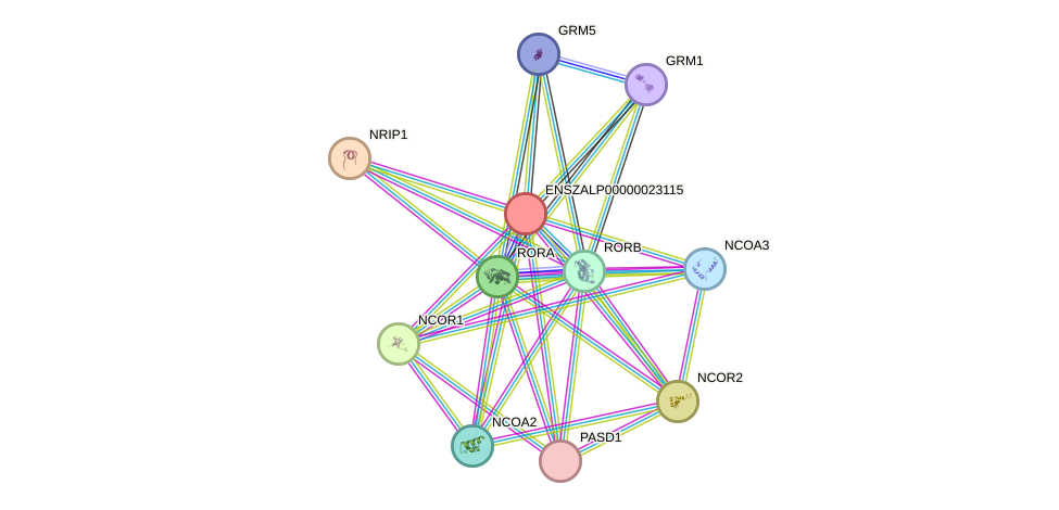 STRING protein interaction network