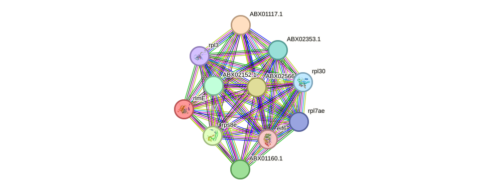 STRING protein interaction network