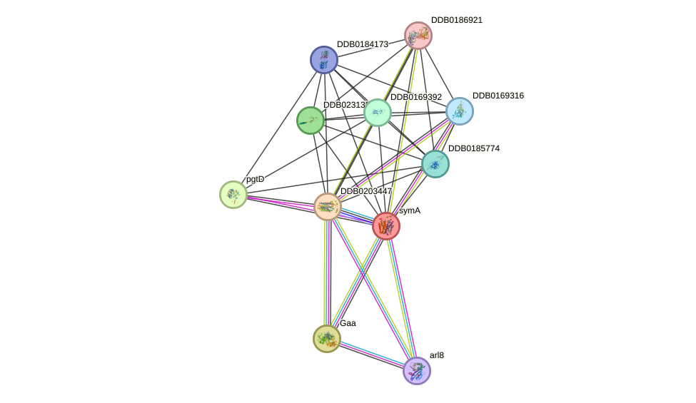 STRING protein interaction network