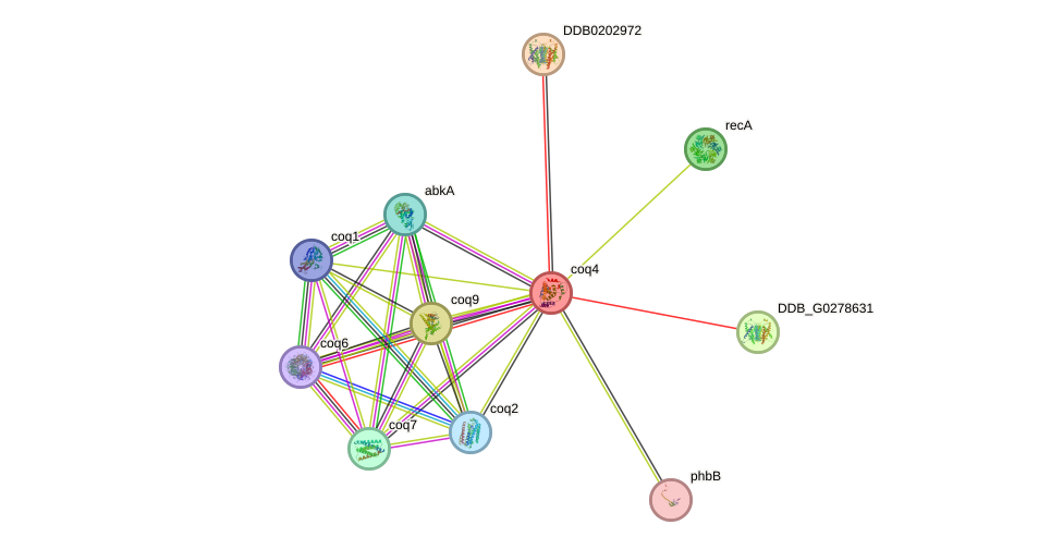 STRING protein interaction network