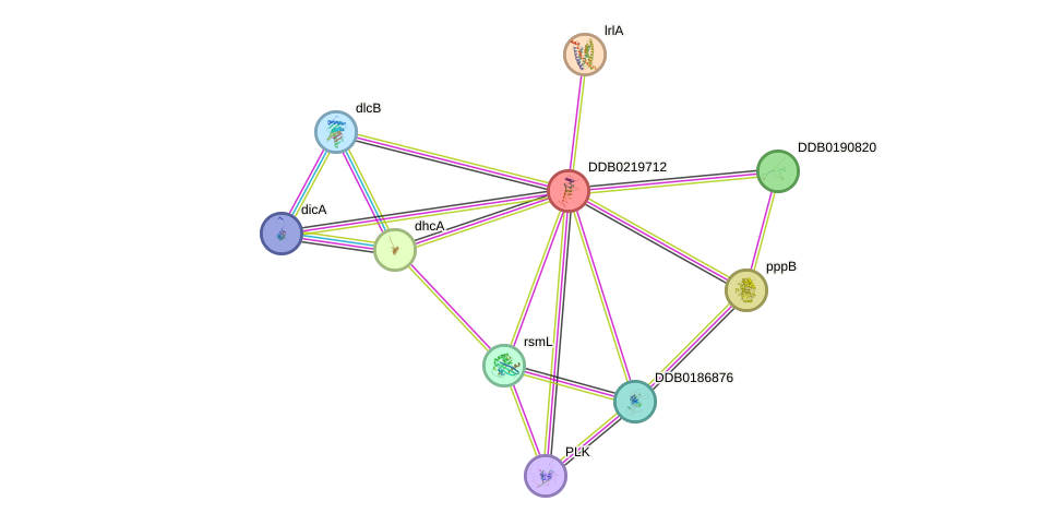 STRING protein interaction network