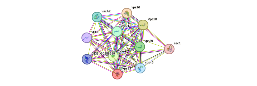 STRING protein interaction network