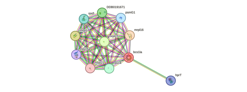 STRING protein interaction network