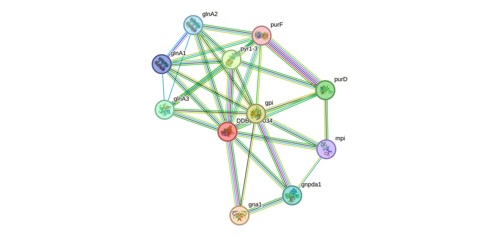 STRING protein interaction network