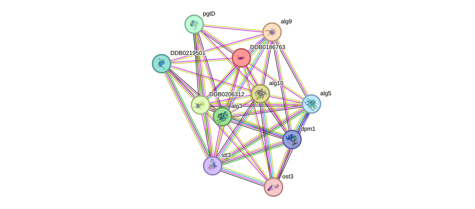 STRING protein interaction network